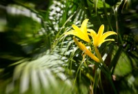 Flores y plantas