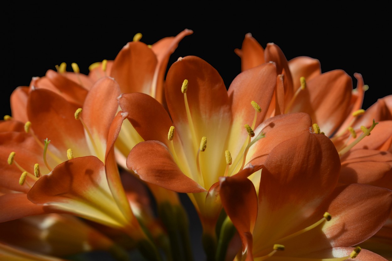 Clivia