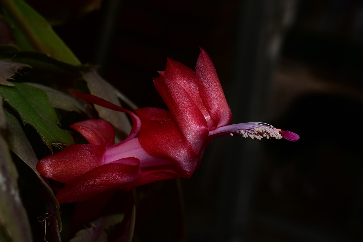 Cactus de navidad