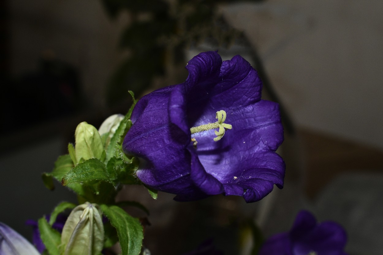 Campanula