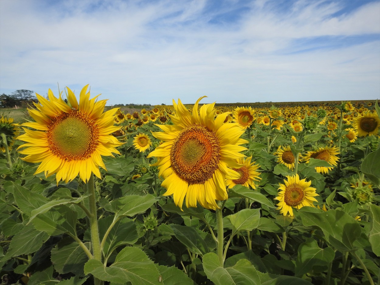 Girasoles