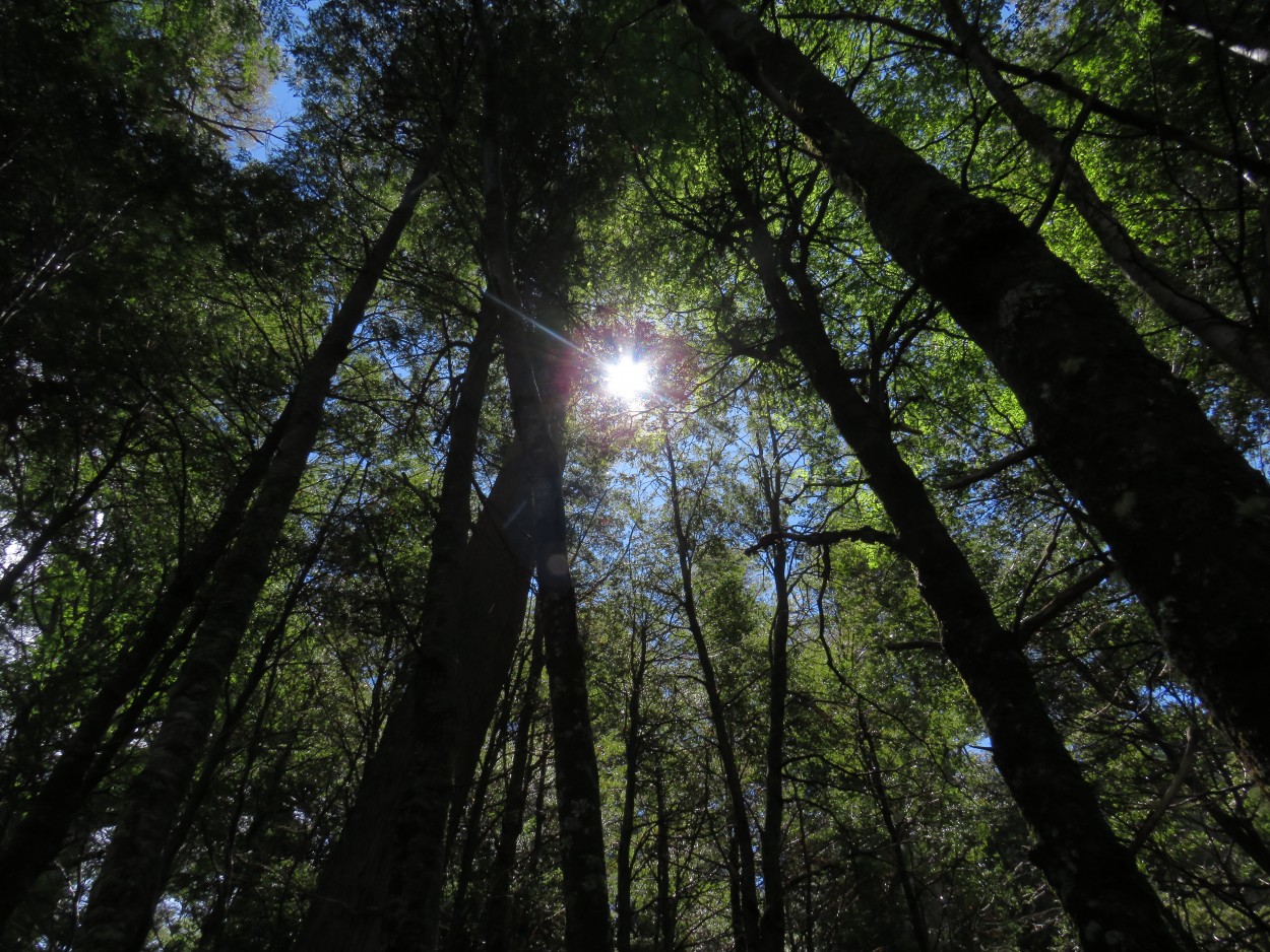 Ese destello de luz sobre La Angostura