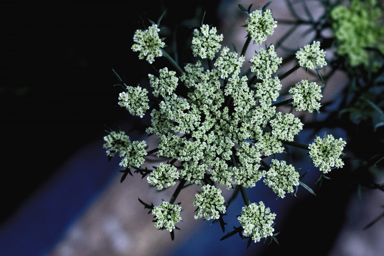 Flor de la zanahoria