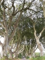 Dark Hedges