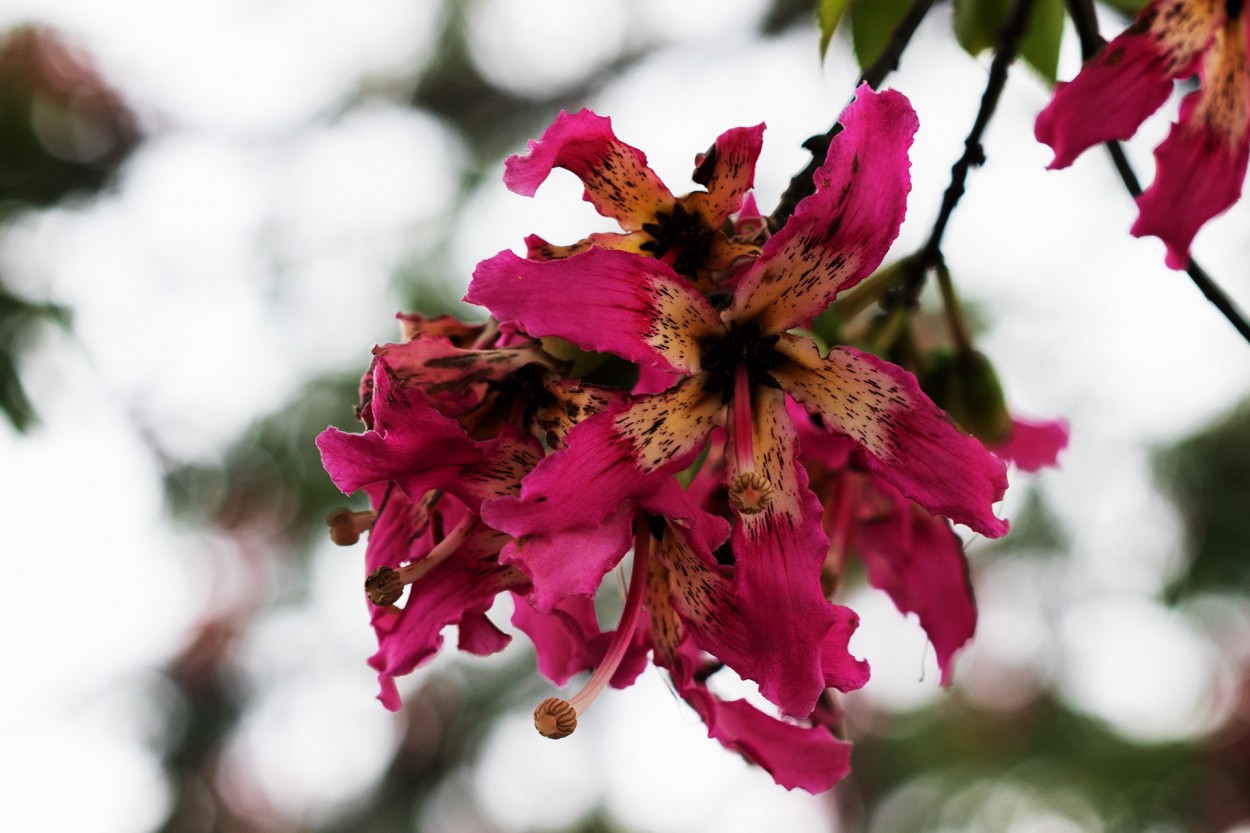 Flor de borracho