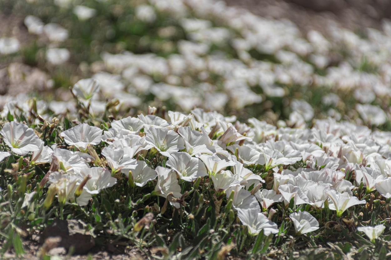 Flores de las altas cumbres