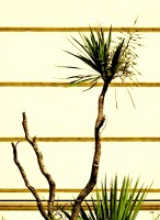 Palmera