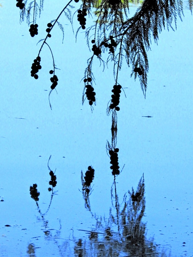 Reflejos del lago