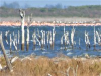 Vestigio vegetal en Laguna de Mar Chiquita