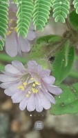 Delicadeza en violeta