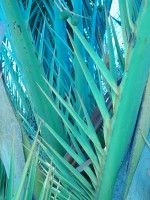 Palmera azul