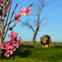 La Flor del Duraznero.