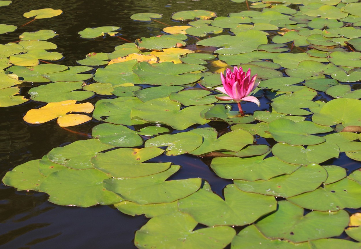 Flor de loto