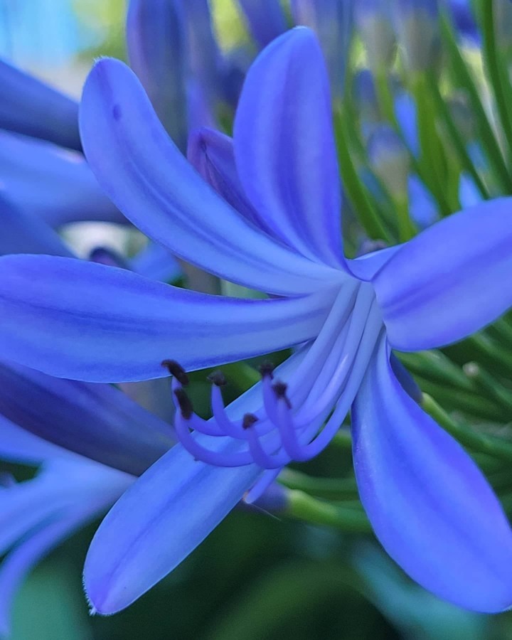 Flor del cambio