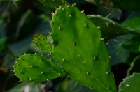 Brasiliopuntia