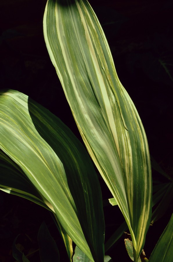 Aspidistra elatior