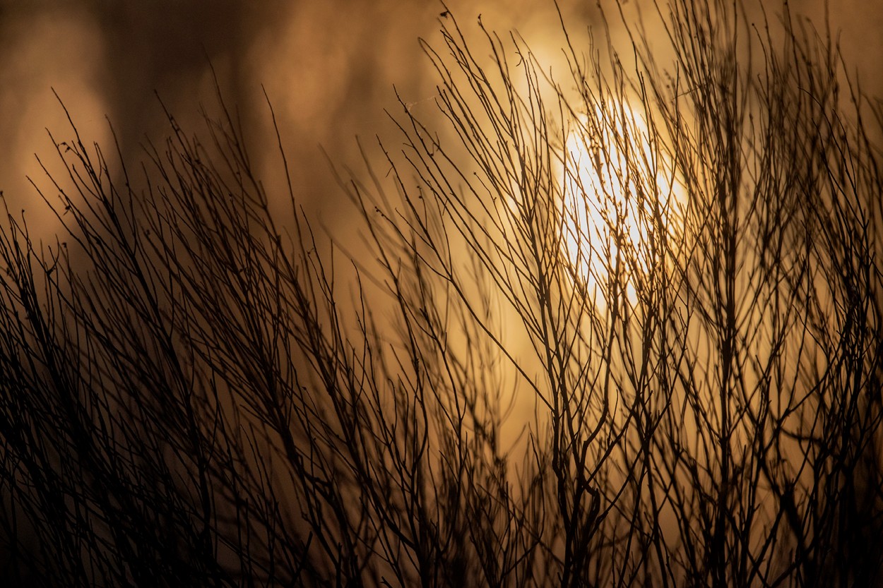 Amanecer en el bosque