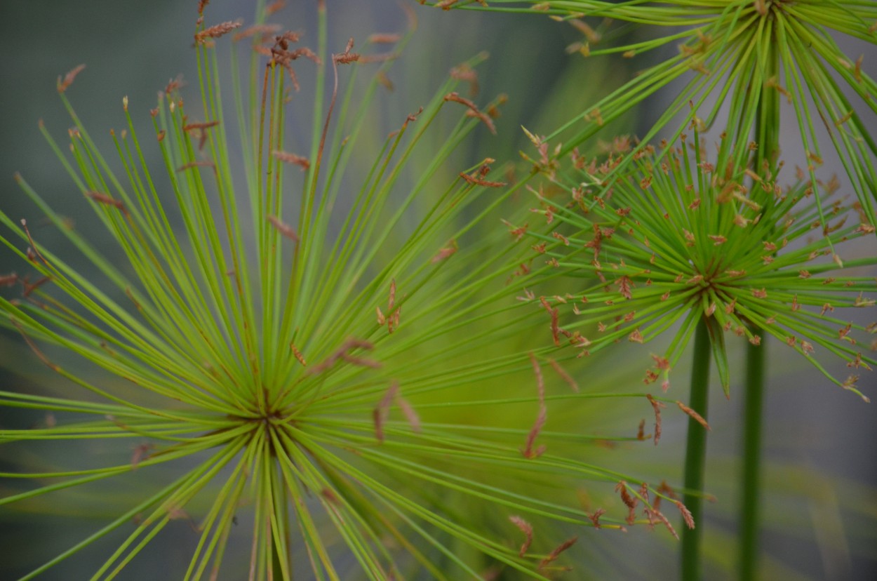 ` Papiro de Laurita `