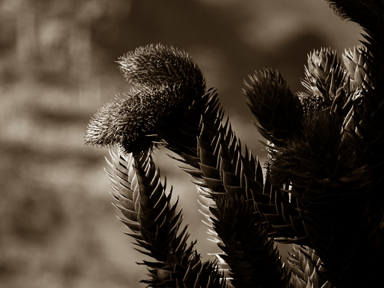 ARAUCARIA