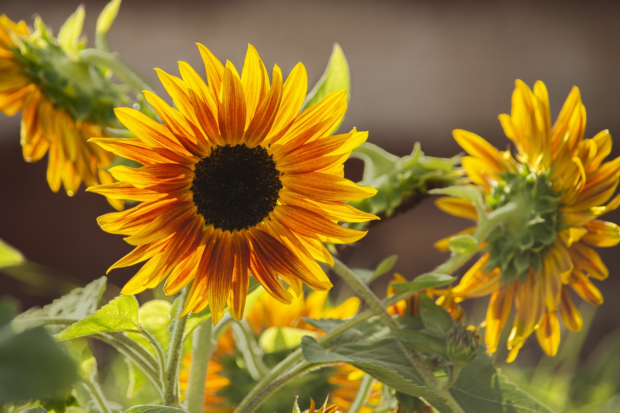 Girasoles