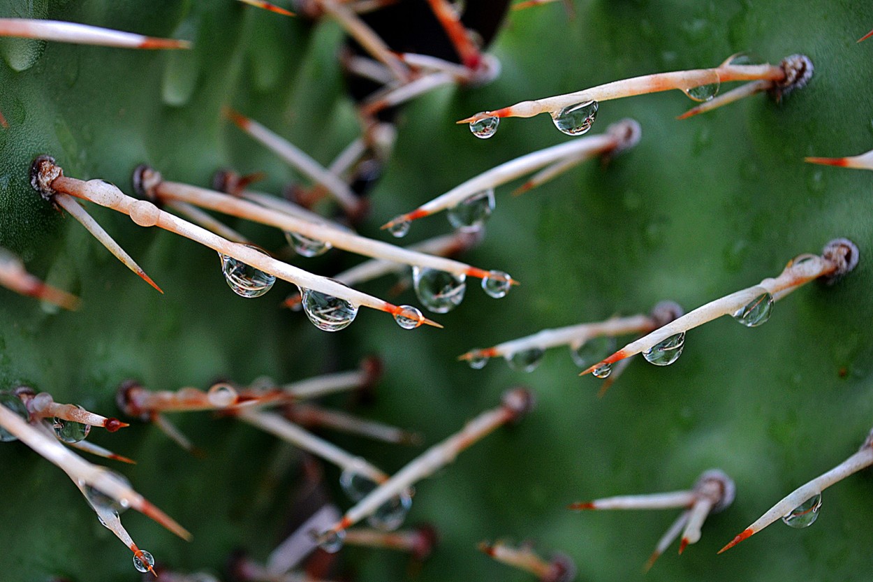 lluvia y espinas