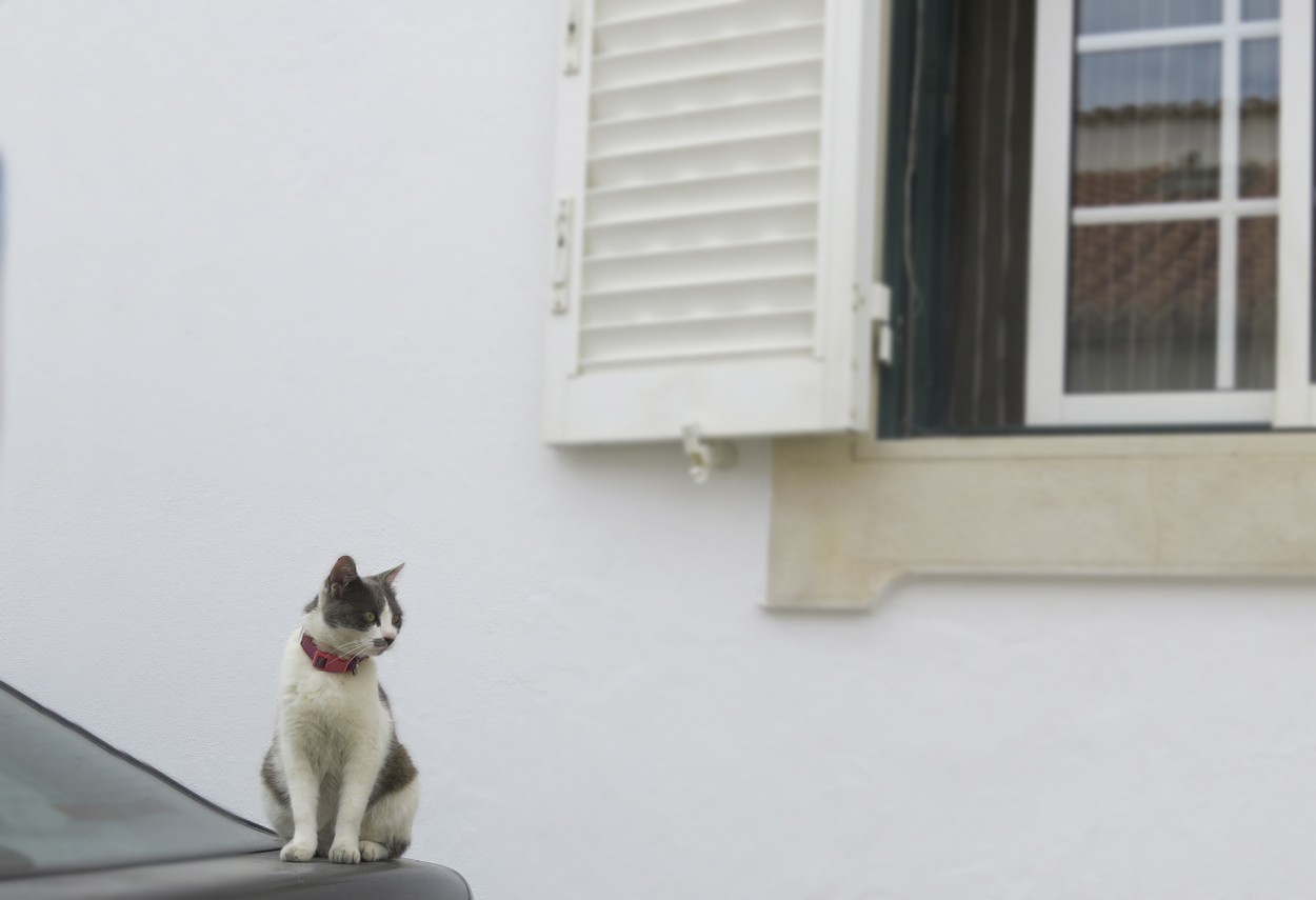 Gato en el Maletero