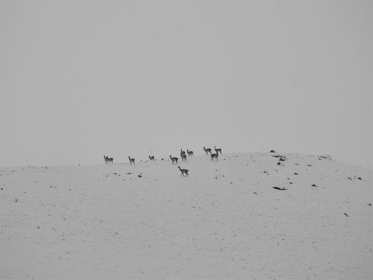 Llamas en la nieve