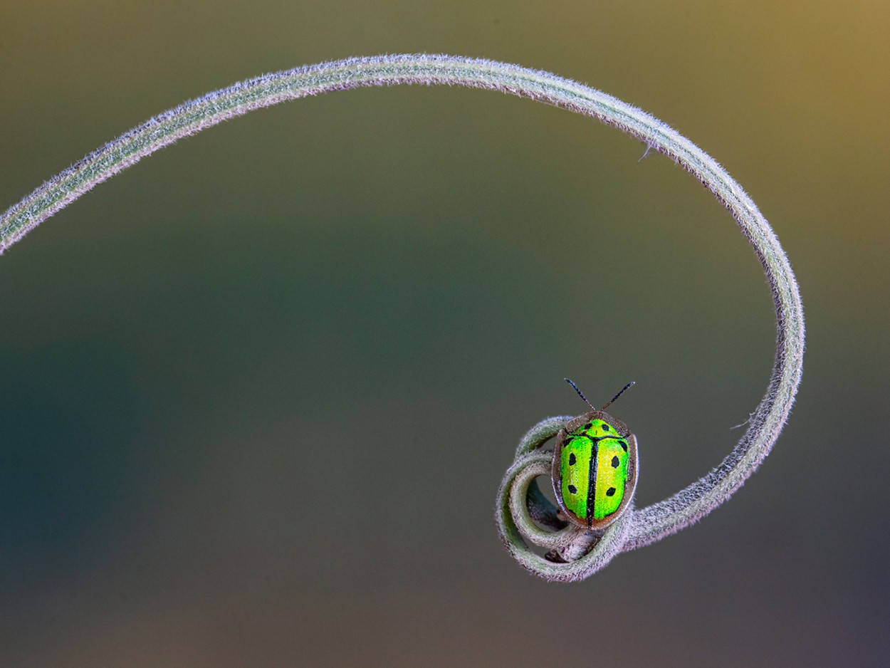 NATURALEZA AUREA