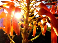 Flor de Aloe