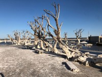 Naturaleza muerta