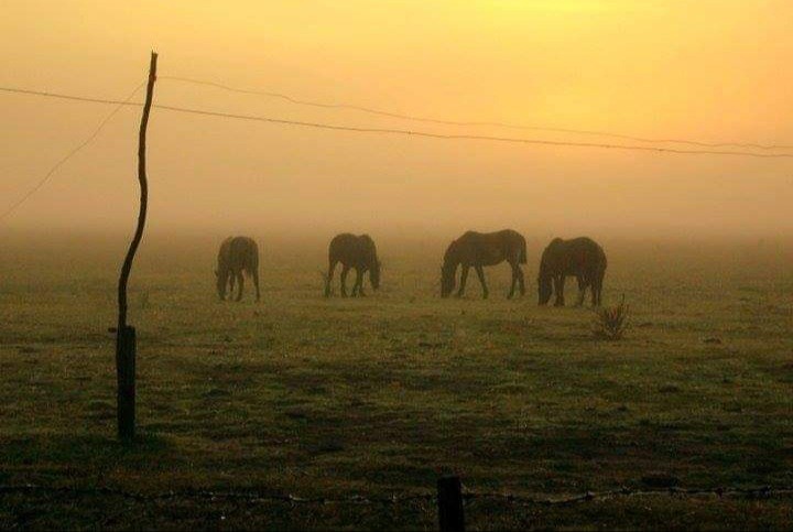 Niebla