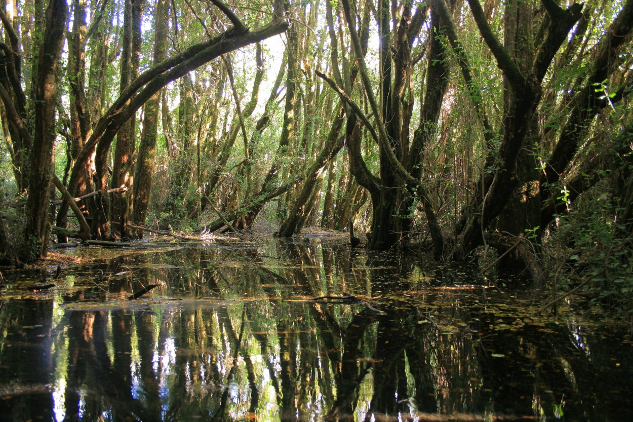 Bosque de las Sombras