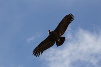 Condor Andino En vuelo de planeo