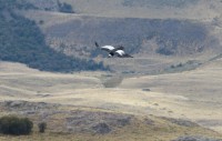 Condor Andino En vuelo de planeo 1