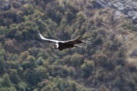 Condor Andino En vuelo de planeo 6