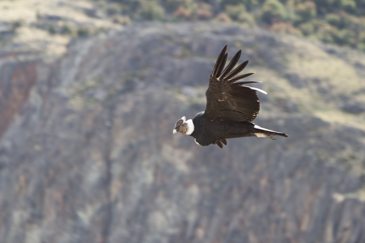 Condor Andino En vuelo de planeo 7