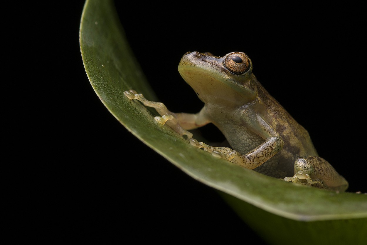 SNINAX TSACHILA