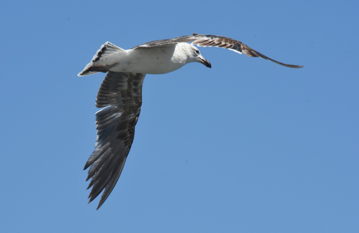 Gaviota volando