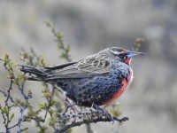 Loica patagnica