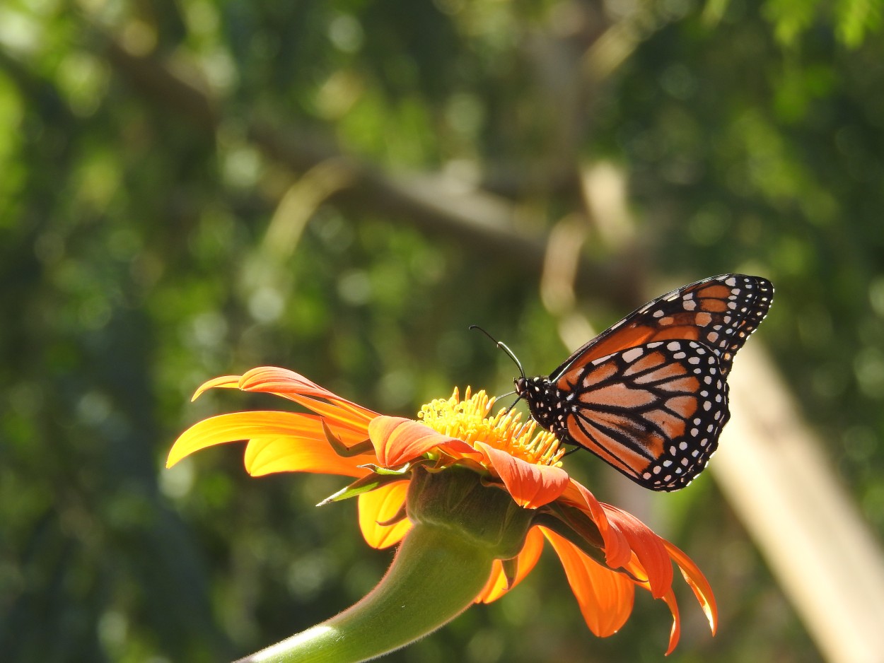 Mariposa Monarca