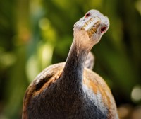 RETRATO DE GALLINA DE MONTE