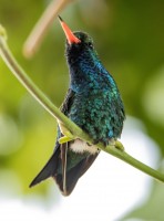 COLIBRI MACHO