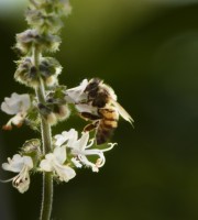 ABEJA EN FLOR