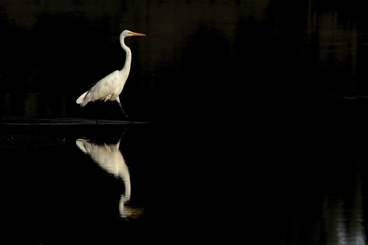 Garza Blanca