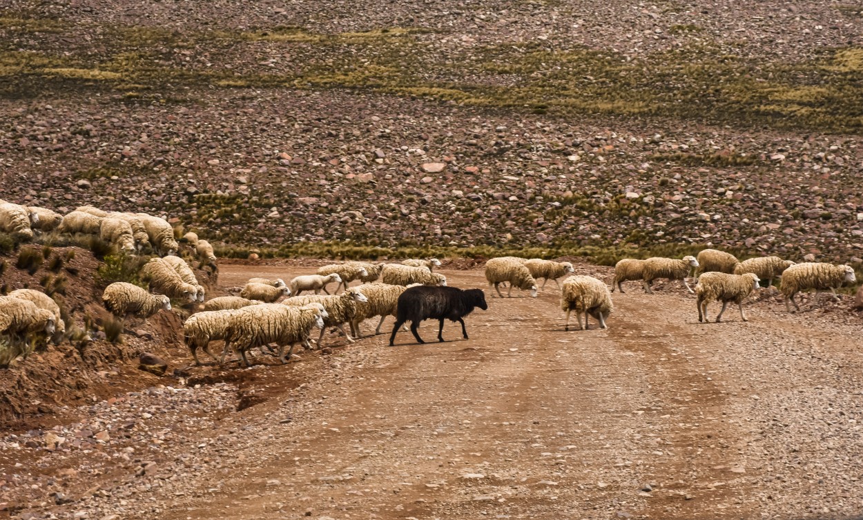 La oveja negra