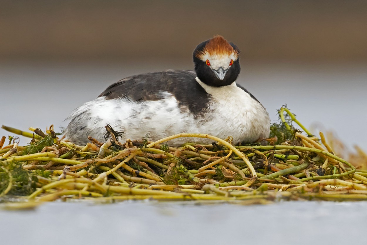 Mac tobiano