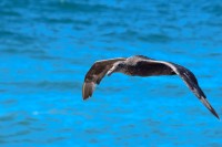 El vuelo del petrel