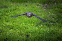 El vuelo de la torcaza