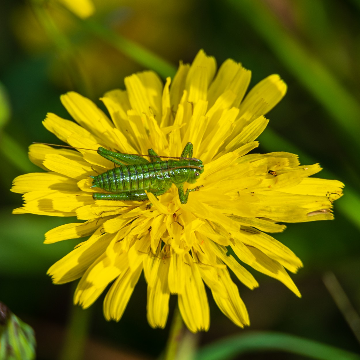 Escarabajo verde