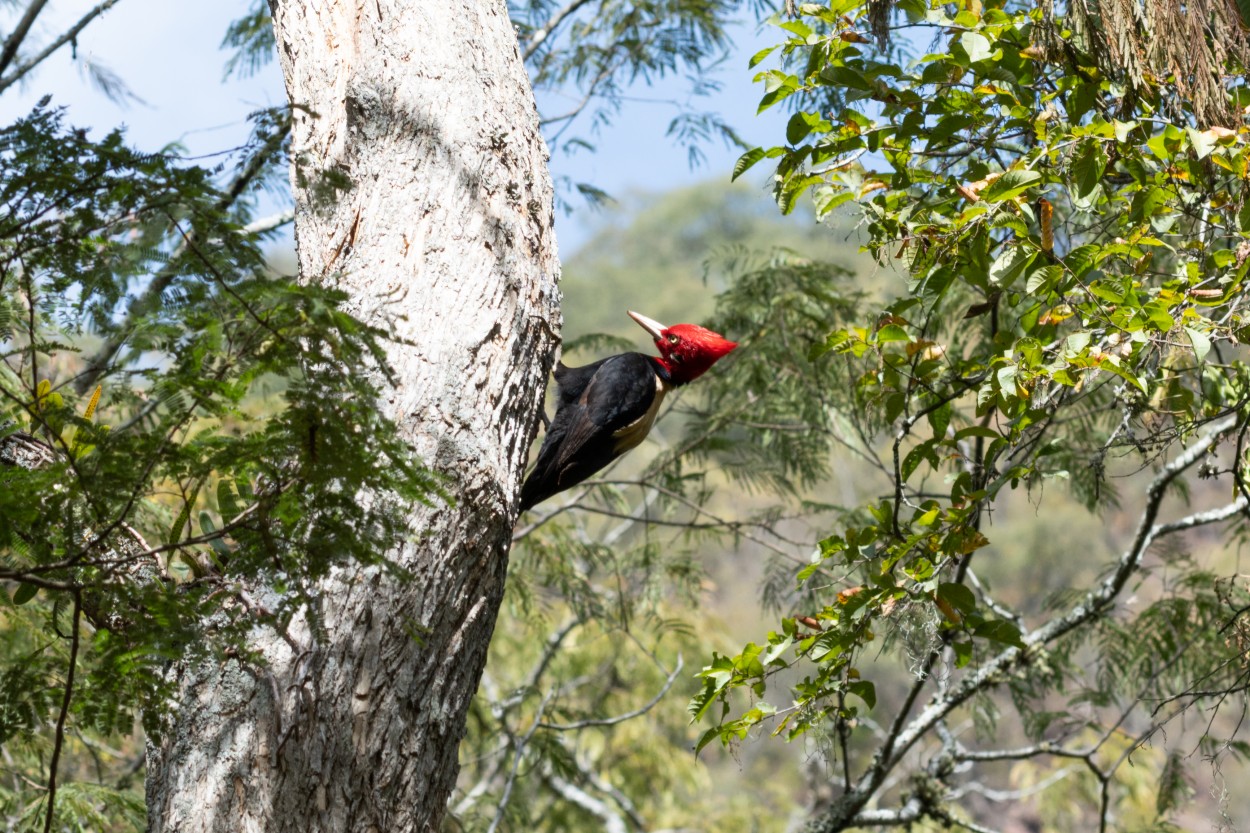 El pjaro loco